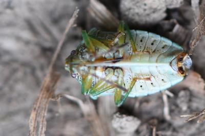 <i>Elasmucha grisea</i>