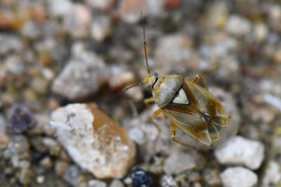 <i>Lygus pratensis</i>