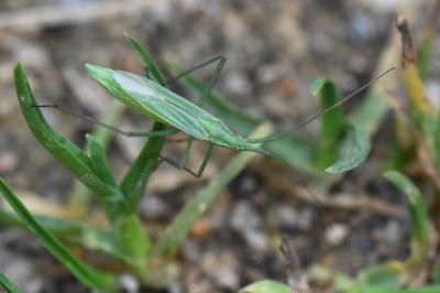 <i>Megaloceroea recticornis</i>