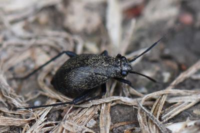 <i>Orthocephalus</i>