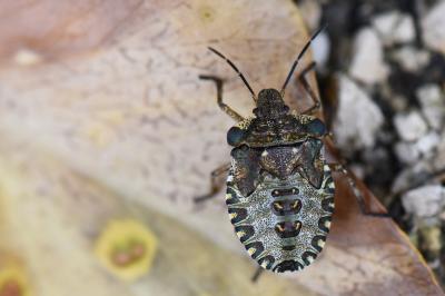 <i>Pentatoma rufipes</i>