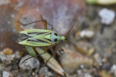 <i>Stenotus binotatus</i>
