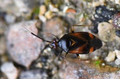 <i>Deraeocoris ruber</i>