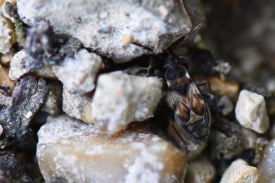 <i>Scolopostethus</i>