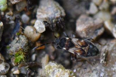 <i>Scolopostethus</i>