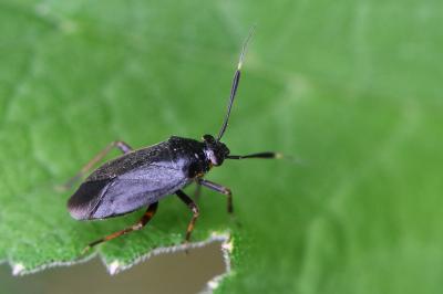 <i>Capsus ater</i>