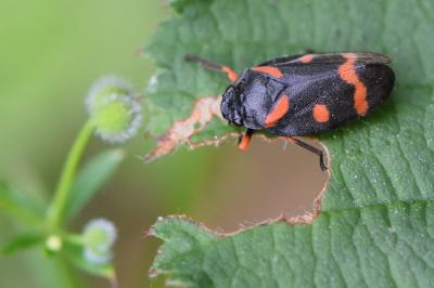 <i>Cercopis intermedia</i>
