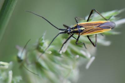 <i>Leptopterna dolabrata</i>