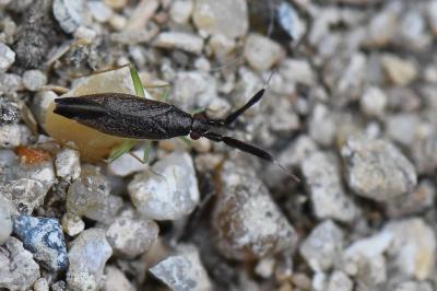 <i>Heterotoma planicornis</i>
