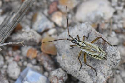<i>Leptopterna dolabrata</i>