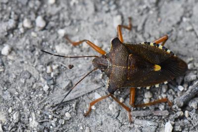 <i>Pentatoma rufipes</i>