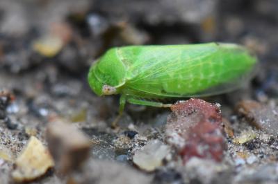 <i>Iassus scutellaris</i>