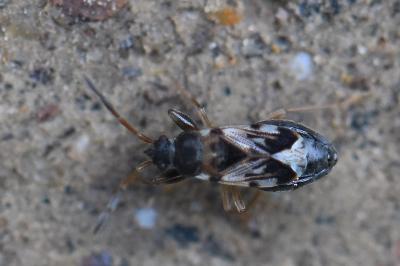 <i>Scolopostethus affinis</i>