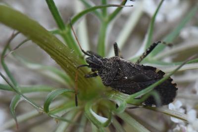 <i>Ceraleptus gracilicornis</i>