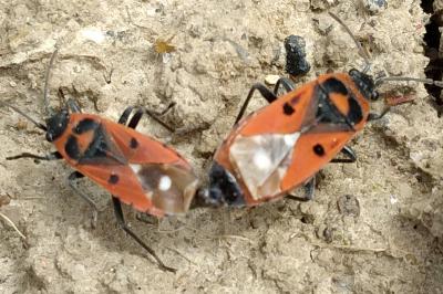 <i>Melanocoryphus albomaculatus</i>