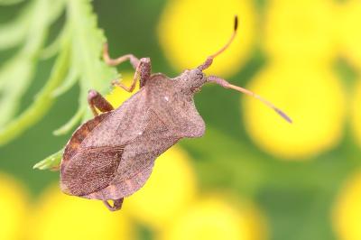 Coreus marginatus