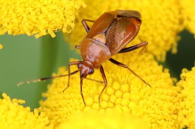 Deraeocoris ruber