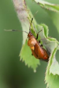 <i>Deraeocoris ruber</i>