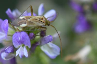 <i>Adelphocoris lineolatus</i>