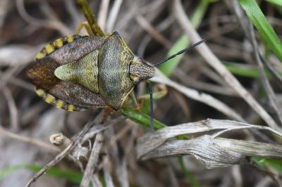 <i>Carpocoris purpureipennis</i>