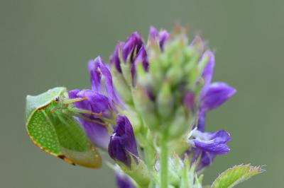 <i>Stictocephala alta</i>