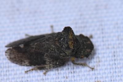 <i>Ledra aurita</i>