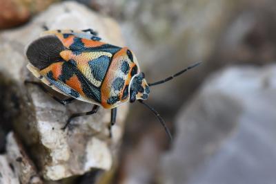 <i>Eurydema ornata</i>