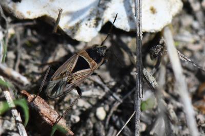 <i>Xanthochilus quadratus</i>