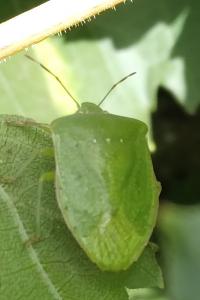 <i>Nezara viridula</i>