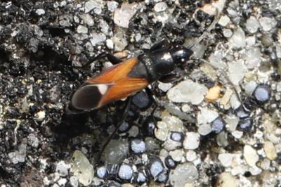 <i>Pterotmetus staphyliniformis</i>