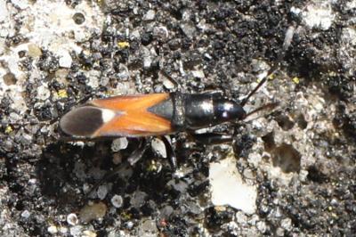 <i>Pterotmetus staphyliniformis</i>