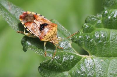 <i>Elasmucha grisea</i>