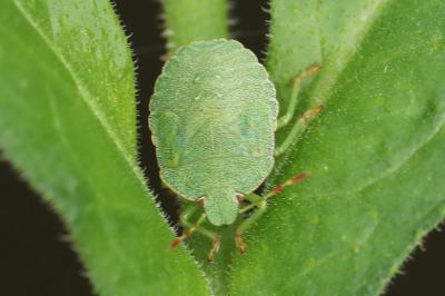 <i>Palomena prasina</i>