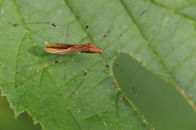 <i>Metatropis rufescens</i>