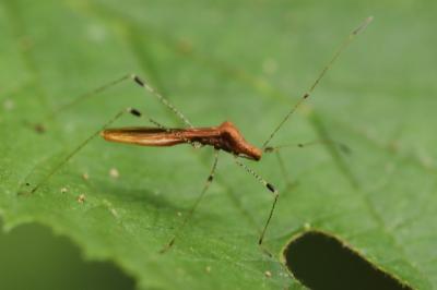 <i>Metatropis rufescens</i>