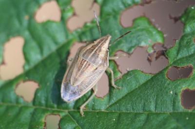 <i>Aelia acuminata</i>