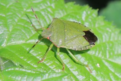 <i>Palomena prasina</i>