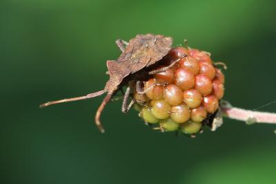 <i>Coreus marginatus</i>
