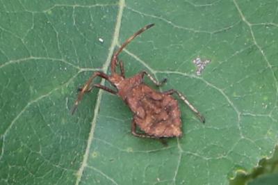 <i>Coreus marginatus</i>