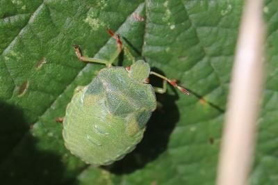Palomena prasina