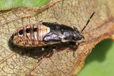 <i>Heterogaster urticae</i>