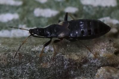 <i>Temnostethus gracilis</i>