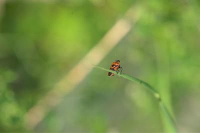 <i>Eurydema ornata</i>