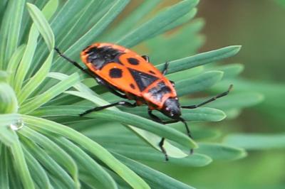 <i>Pyrrhocoris apterus</i>
