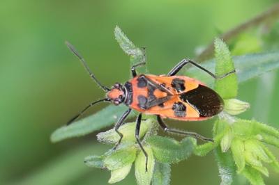 <i>Corizus hyoscyami</i>
