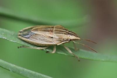 <i>Aelia acuminata</i>