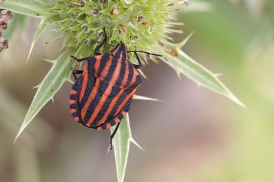 <i>Graphosoma italicum</i>