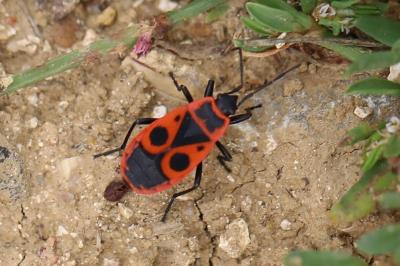 <i>Pyrrhocoris apterus</i>