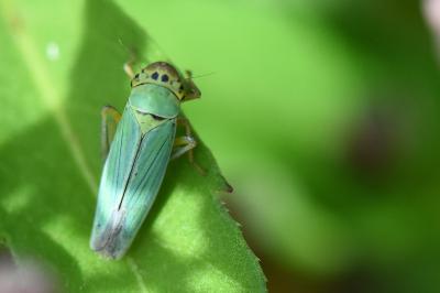 <i>Cicadella viridis</i>