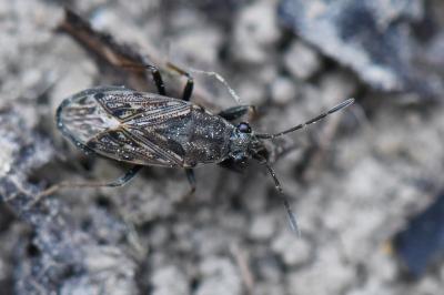 <i>Peritrechus gracilicornis</i>